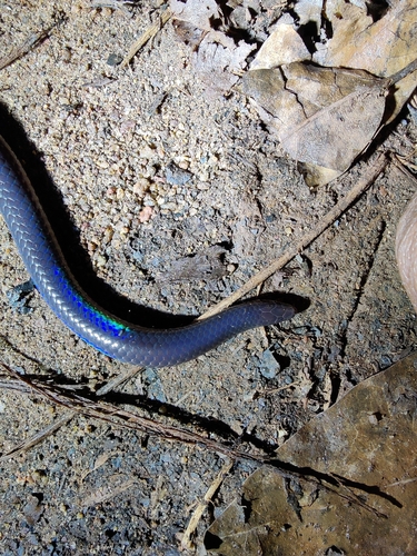 Indian Black Earth Snake