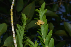 Dendrobium austrocaledonicum