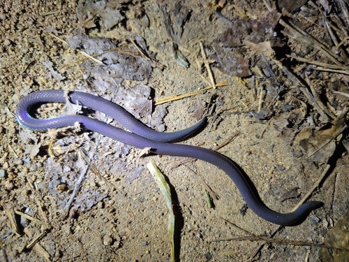 Indian Black Earth Snake