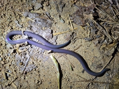 Melanophidium wynaudense