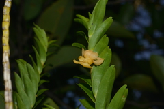 Dendrobium austrocaledonicum