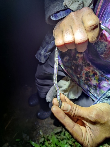 Indian Black Earth Snake