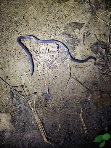 Indian Black Earth Snake