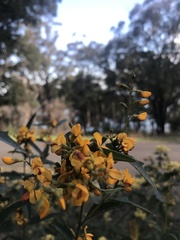 Platylobium obtusangulum