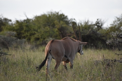 Oryx beisa beisa