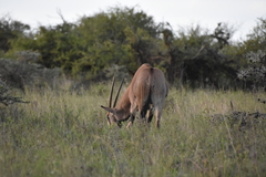 Oryx beisa beisa