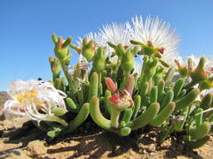 Dicrocaulon ramulosum