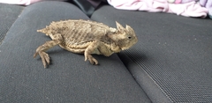 Phrynosoma taurus