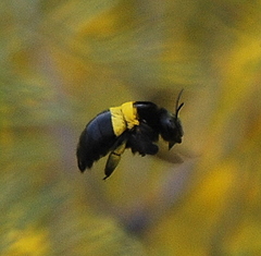 Xylocopa caffra