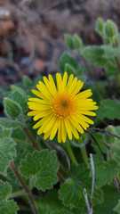 Perityle cordifolia