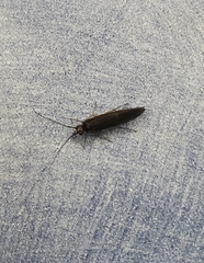 Chimarra aterrima