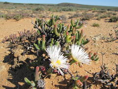 Dicrocaulon ramulosum