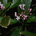 Psychotria gabriellae - Photo (c) Pierre-Louis Stenger, some rights reserved (CC BY-NC), uploaded by Pierre-Louis Stenger