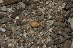 Pythia