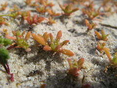 Cleretum apetalum