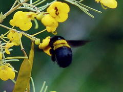 Xylocopa caffra