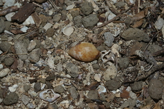 Pythia