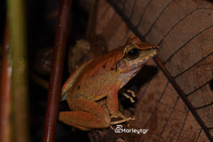 Craugastor raniformis