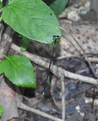 Caconeura