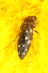 Acmaeodera tubulus