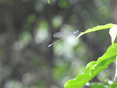 Caconeura