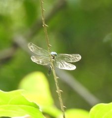 Hylaeothemis apicalis