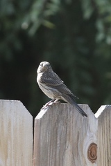 Haemorhous mexicanus