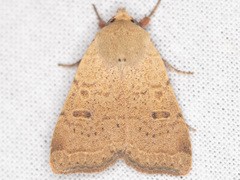 Abagrotis orbis