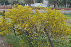 Senna artemisioides artemisioides
