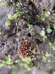 Bryum coronatum