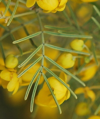 Senna artemisioides artemisioides