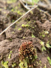 Bryum coronatum