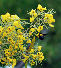 Senna artemisioides artemisioides