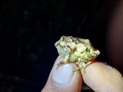 Raorchestes anili