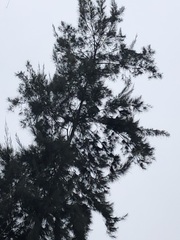 Parabuteo unicinctus