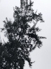 Parabuteo unicinctus