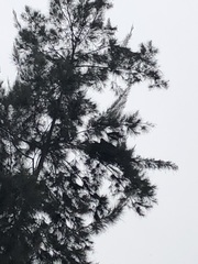 Parabuteo unicinctus