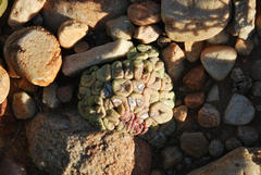Conophytum truncatum