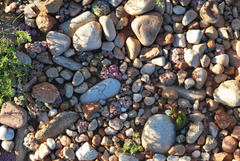 Conophytum truncatum