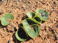 Eriospermum descendens