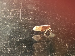 Cedusa maculata