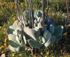 Cotyledon orbiculata spuria