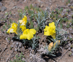 Cymbaria daurica