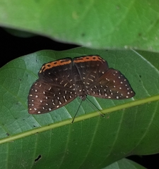 Napaea rufolimba