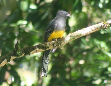 Trogon viridis