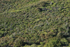 Cotyledon orbiculata spuria