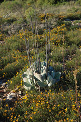 Cotyledon orbiculata spuria