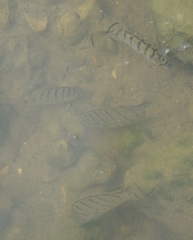 Selenotoca multifasciata