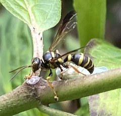 Psammaletes mexicanus