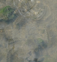 Selenotoca multifasciata